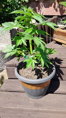 Growreport Bild 5