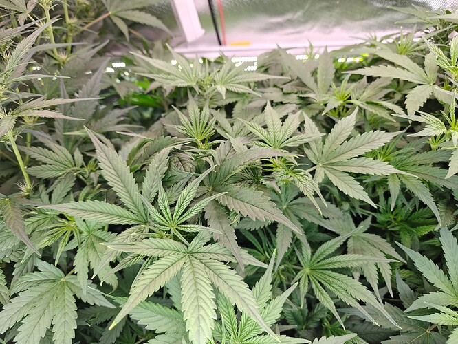 Growreport Bild 19