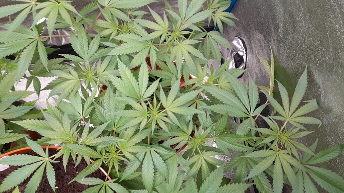 Growreport Bild 7