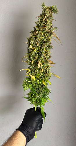 Growreport Bild 6