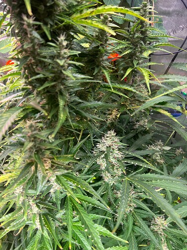 Growreport Bild 5