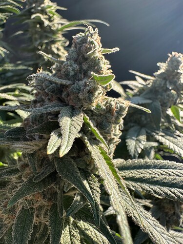 Growreport Bild 34