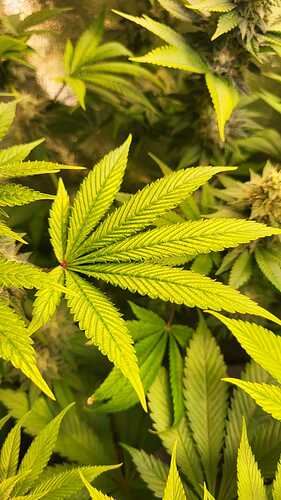 Nahaufnahme eines Cannabis-Blattes mit Anzeichen von Magnesiummangel in der Blütephase.