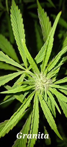 Growreport Bild 7
