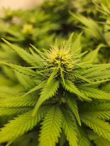 Growreport Bild 8