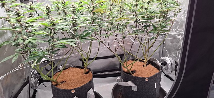 Growreport Bild 9