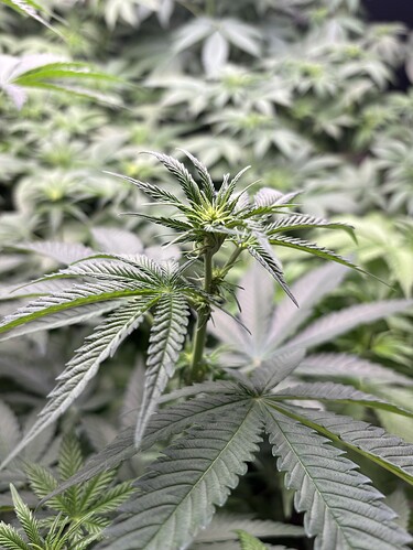 Growreport Bild 6