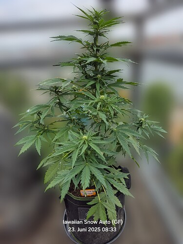 Hawaiian Snow Auto (Ganja Farmer)