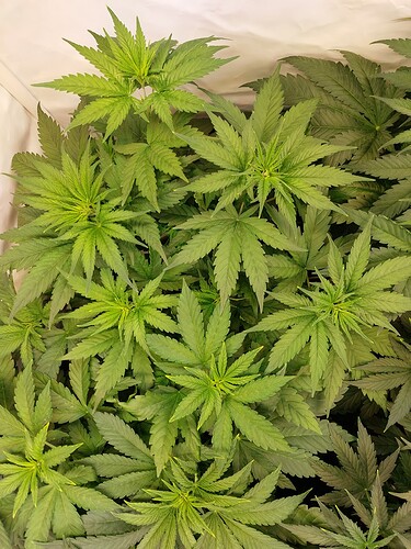 Growreport Bild 12