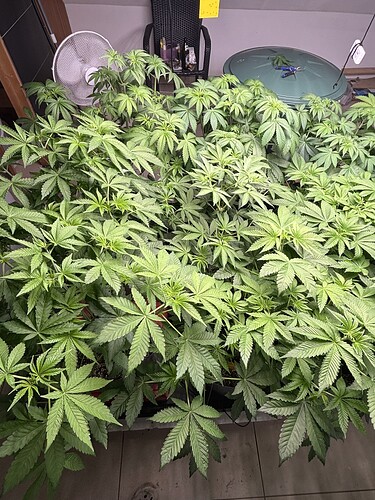 Growreport Bild 18