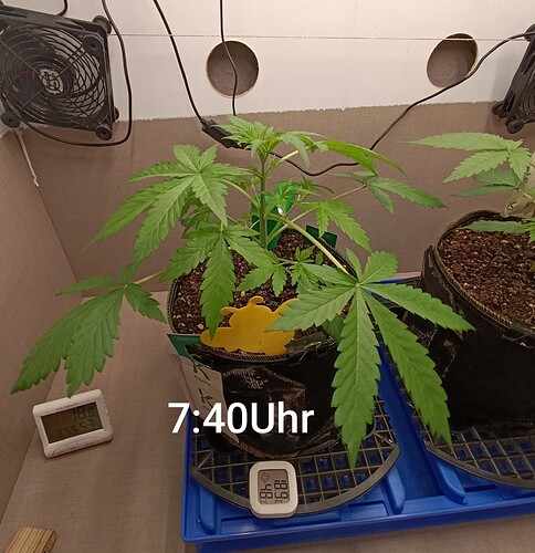 Growreport Bild 1
