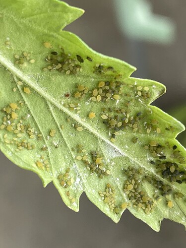 Growreport Bild 1