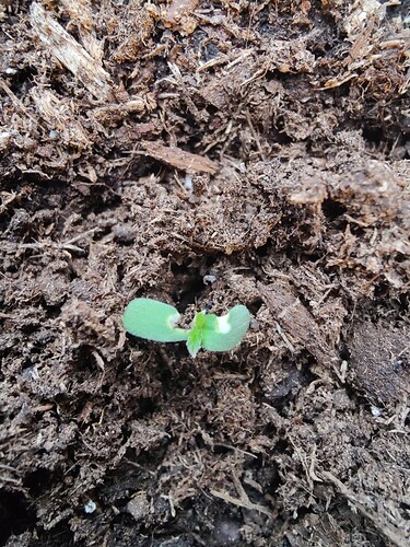 Growreport Bild 6