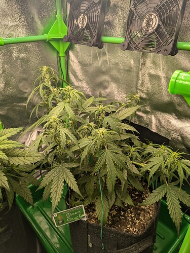 Growreport Bild 42
