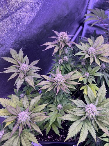 Growreport Bild 13