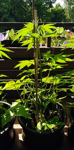Growreport Bild 3