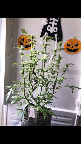 Growreport Bild 58
