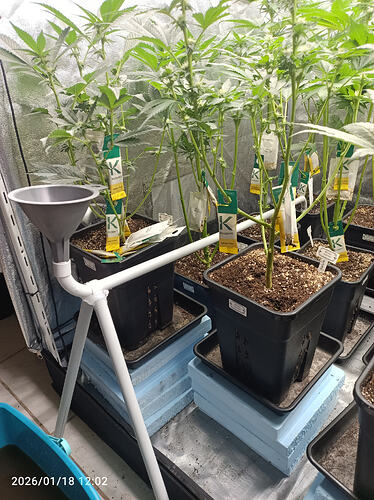 Growreport Bild 32