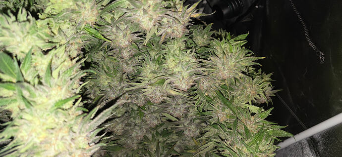 Growreport Bild 39