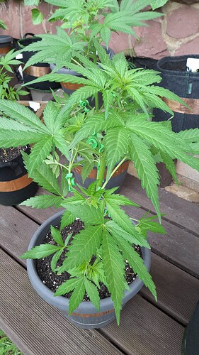 Growreport Bild 18