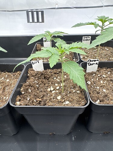 Growreport Bild 12