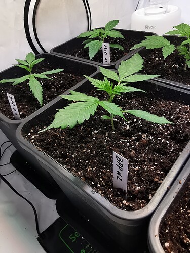 Growreport Bild 4