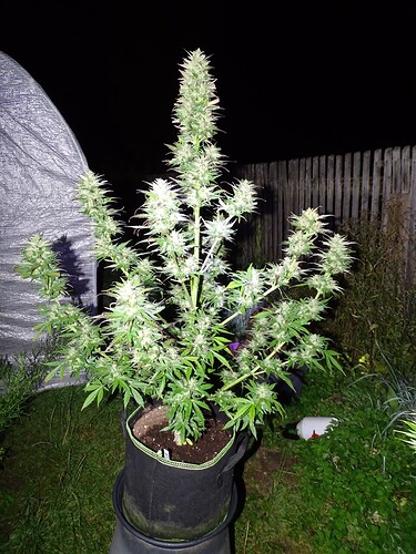 Growreport Bild 29