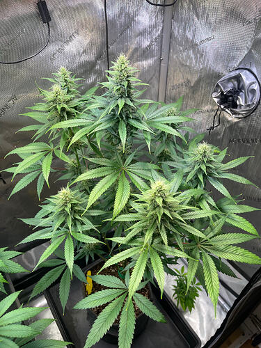 Growreport Bild 6