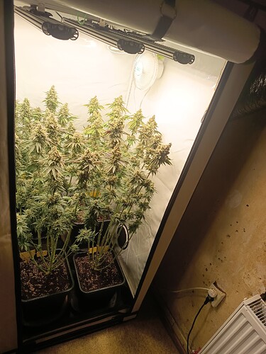 Growreport Bild 3