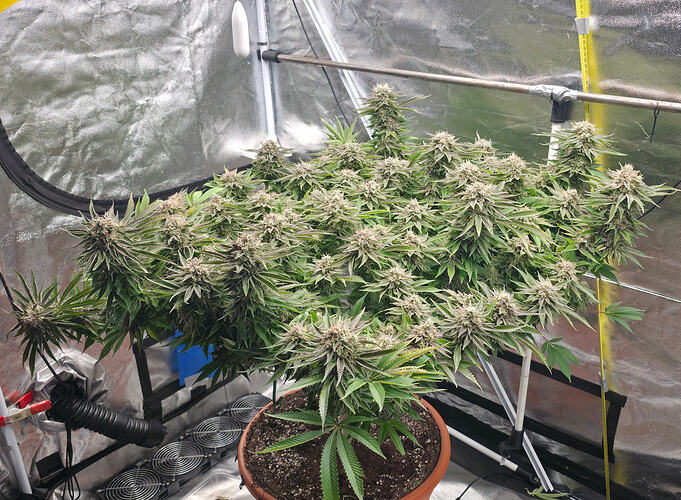 Growreport Bild 6