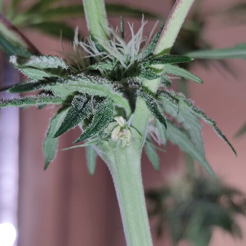 Growreport Bild 3
