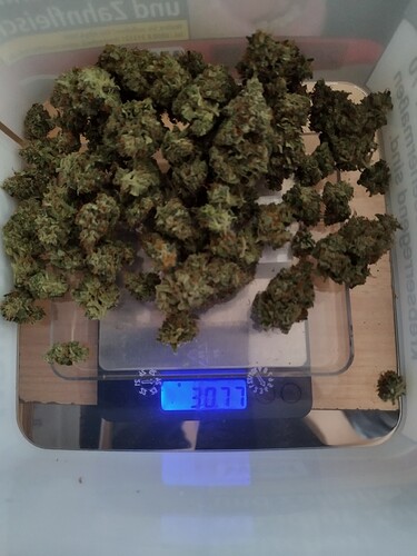 Ein Haufen Cannabis-Buds liegt auf einer digitalen Waage, die 30,77 Gramm anzeigt.