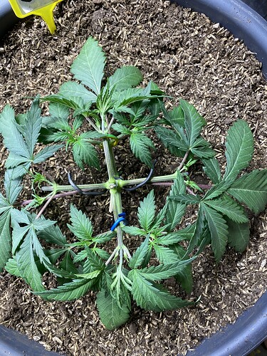 Growreport Bild 6