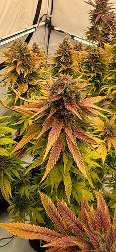 Growreport Bild 15