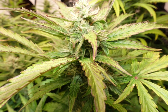 Growreport Bild 6
