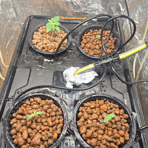 Vier kleine Cannabissämlinge in Netztöpfen mit Blähton in einem Hydrokultur-System.