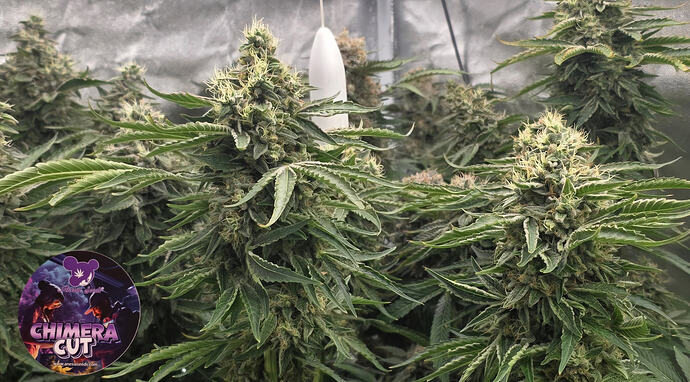 Growreport Bild 1