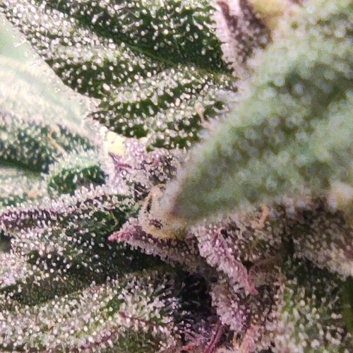 Growreport Bild 19