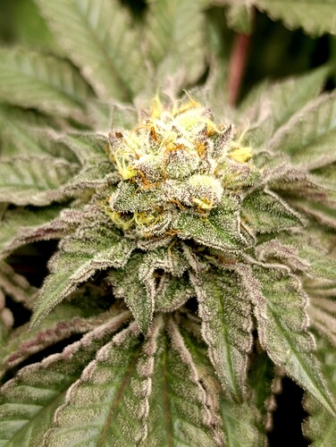 Growreport Bild 1