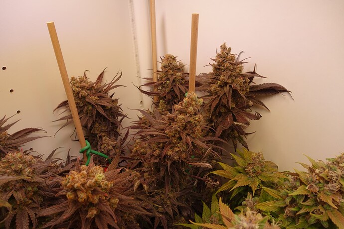 Growreport Bild 18