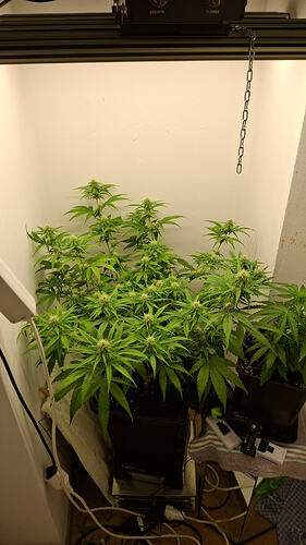 Growreport Bild 258