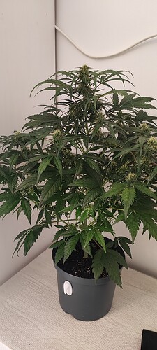 Growreport Bild 1