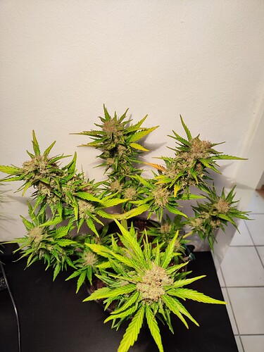 Growreport Bild 1