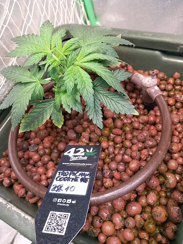 17323195833515678414829912843042