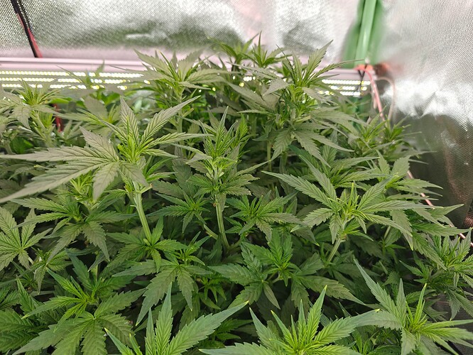 Growreport Bild 31
