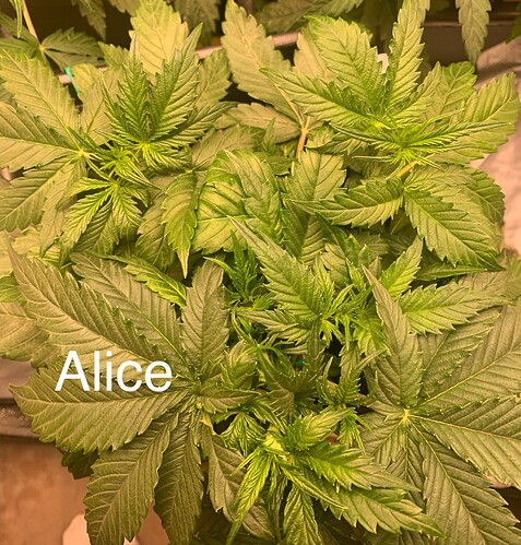 Growreport Bild 4