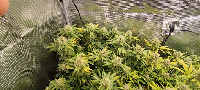 Growreport Bild 40