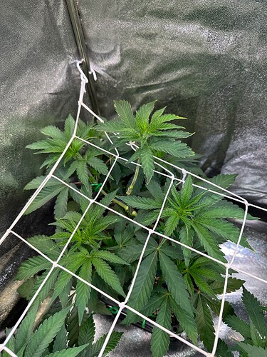 Growreport Bild 16