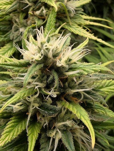Growreport Bild 3