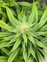 Growreport Bild 5